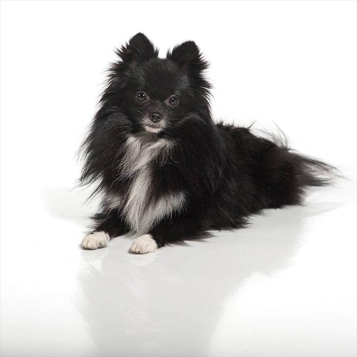 Pomeranian Jebbe billede 10