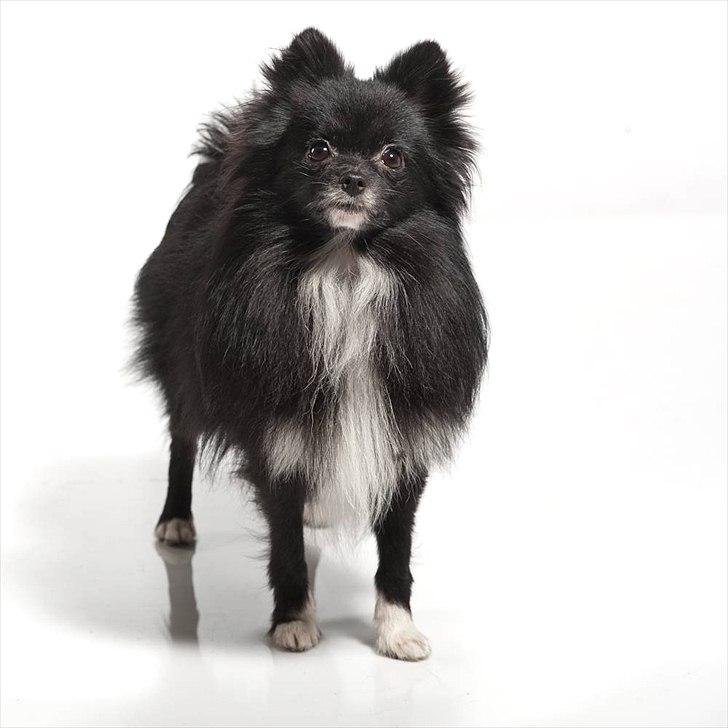 Pomeranian Jebbe billede 7