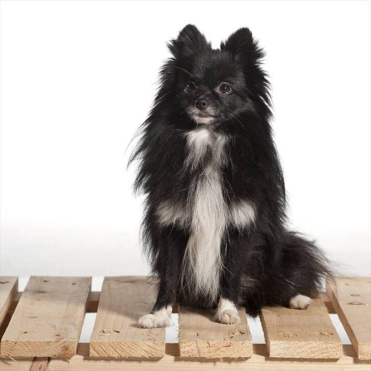 Pomeranian Jebbe billede 3
