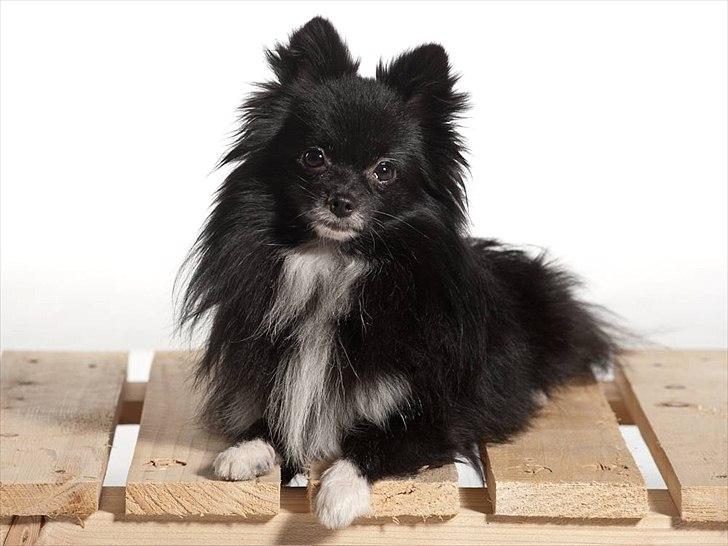 Pomeranian Jebbe billede 14