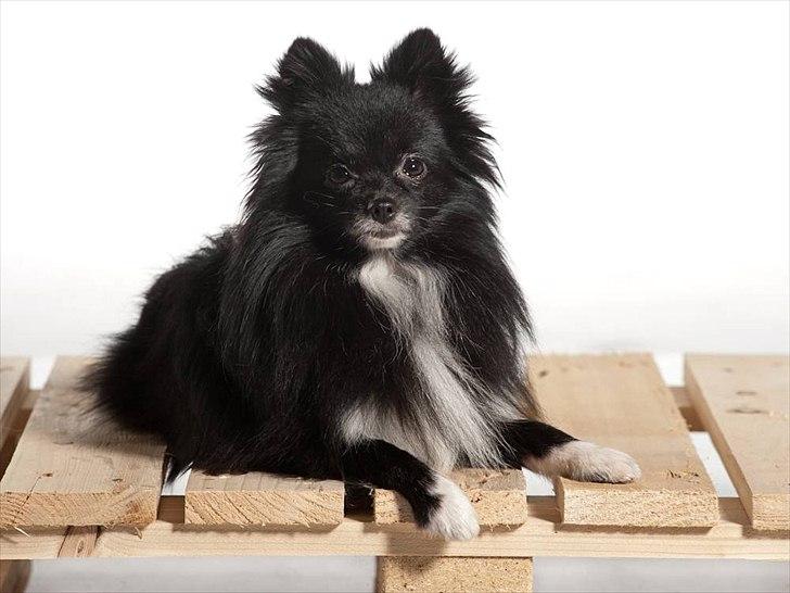 Pomeranian Jebbe billede 11