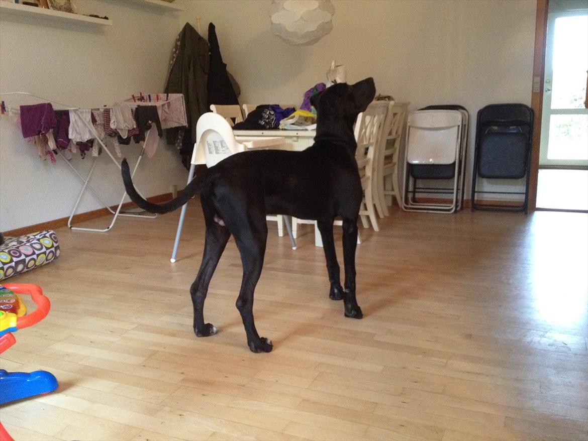 Grand danois Cato *Rip* <3 du er savnet - Cato <3 billede 1