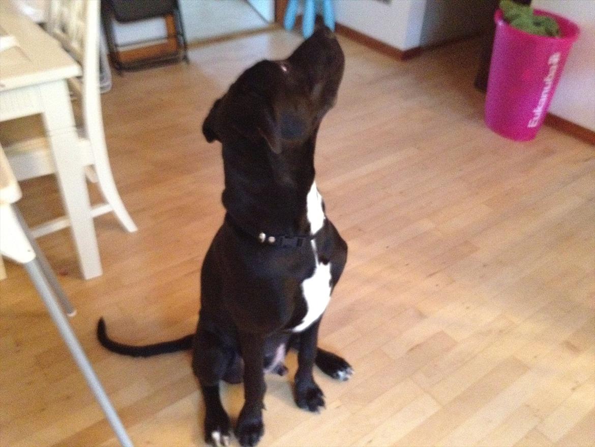 Grand danois Cato *Rip* <3 du er savnet billede 2