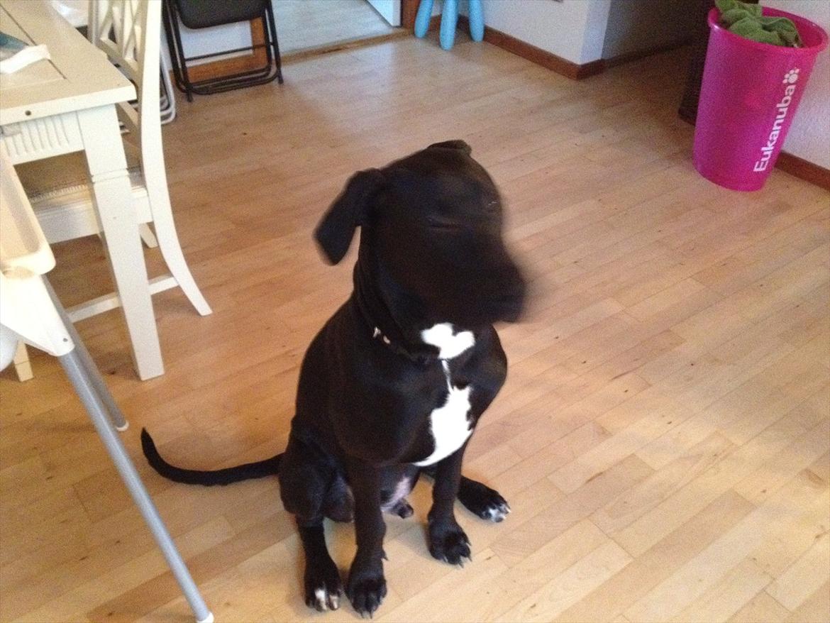 Grand danois Cato *Rip* <3 du er savnet billede 3