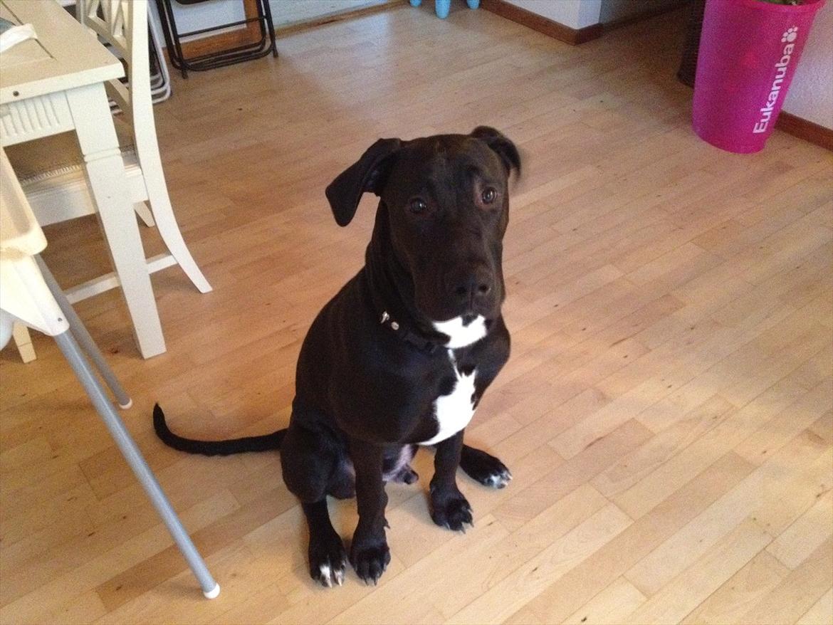 Grand danois Cato *Rip* <3 du er savnet - Jeg sidder jo så pænt far, Så giv mig dog den godbid :-) billede 4