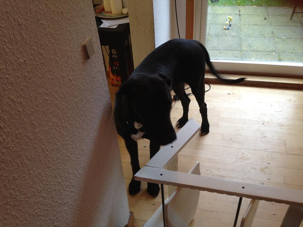 Grand danois Cato *Rip* <3 du er savnet billede 5