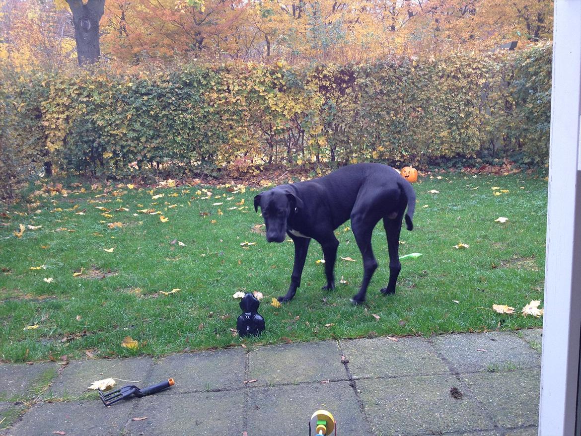 Grand danois Cato *Rip* <3 du er savnet billede 6