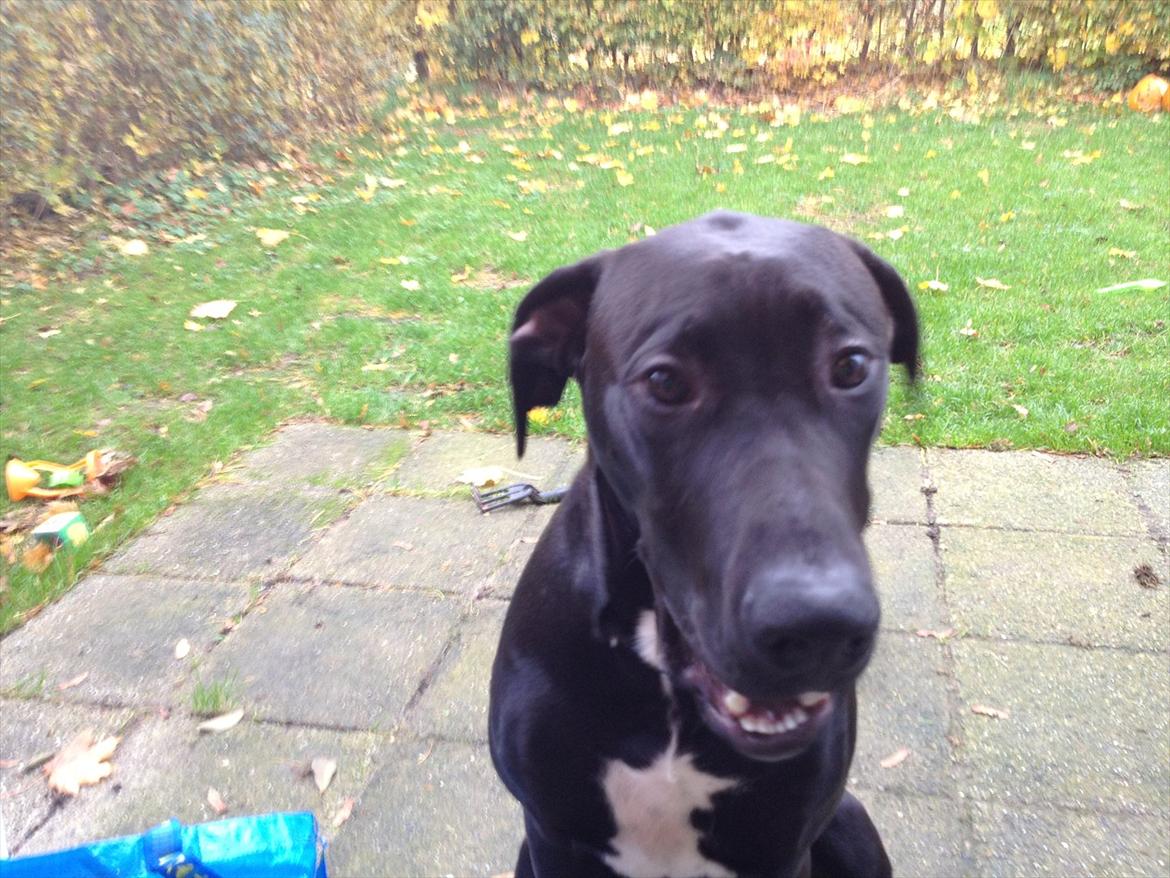 Grand danois Cato *Rip* <3 du er savnet billede 7