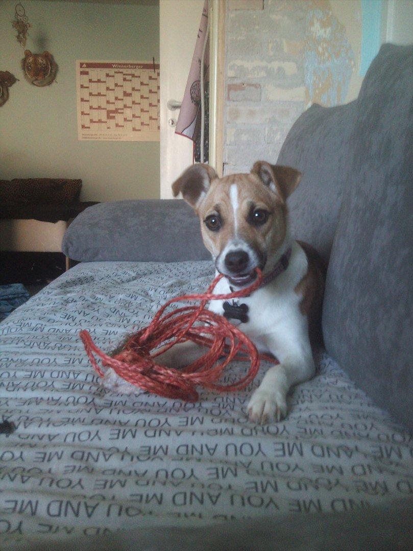 Dansk svensk gaardhund Bailey 'Tøzen :) billede 20