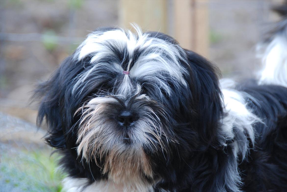Shih tzu Flindt´s Born To Beauty (Bumle) - November 2011 billede 7