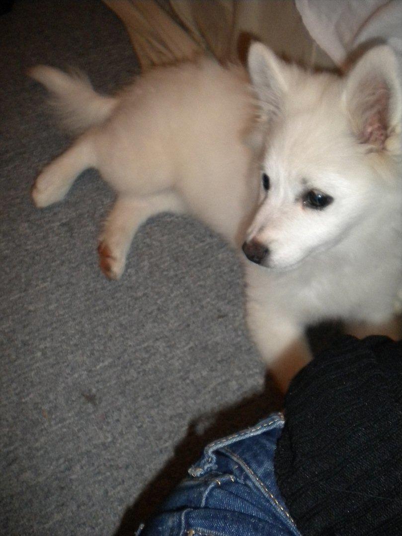 Tysk Spids Emma billede 4