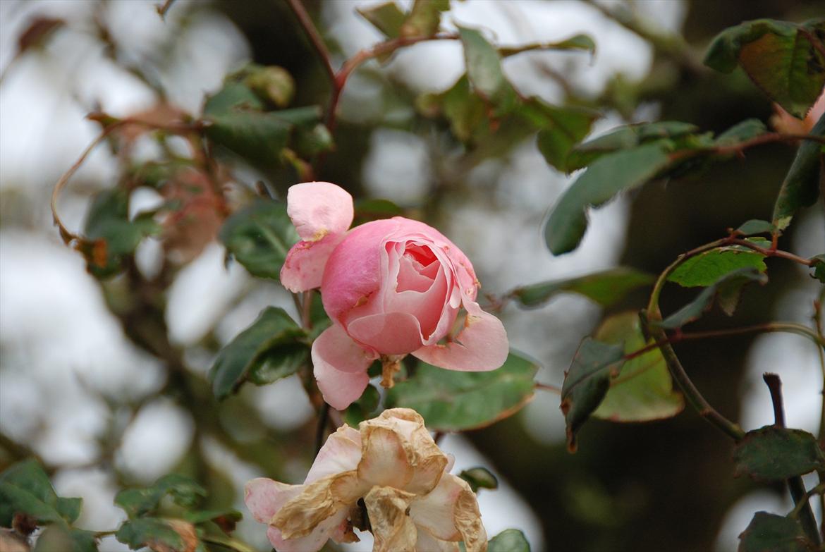 Amerikansk staffordshire terrier Tøsen Prinsesse( R.I.P ) - November 2011
Alt er ved at visne og vi går vinteren i møde, dog blomstre denne lille rose over det sted hvor Tøsen og Snowy ligger begravet <3 Hvor er de begge savnet !! billede 20