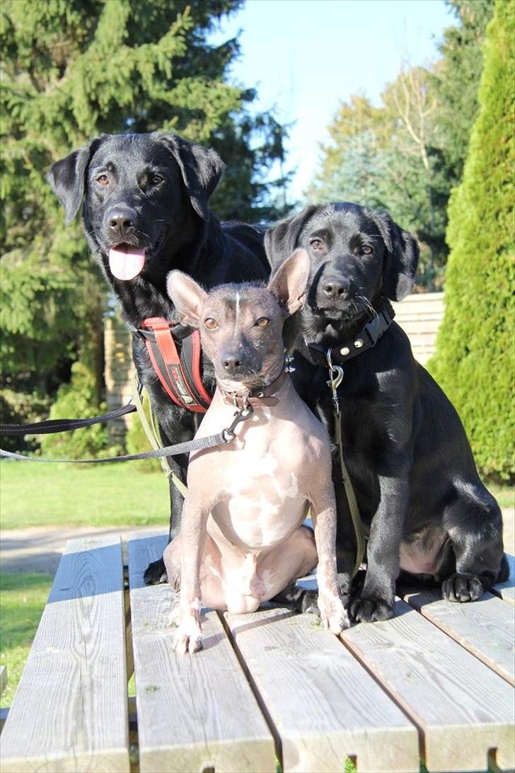 Xoloitzcuintle Miska billede 4