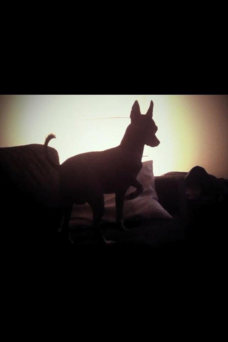 Xoloitzcuintle Miska billede 3