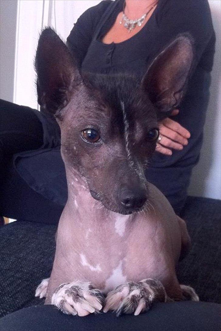 Xoloitzcuintle Miska billede 1