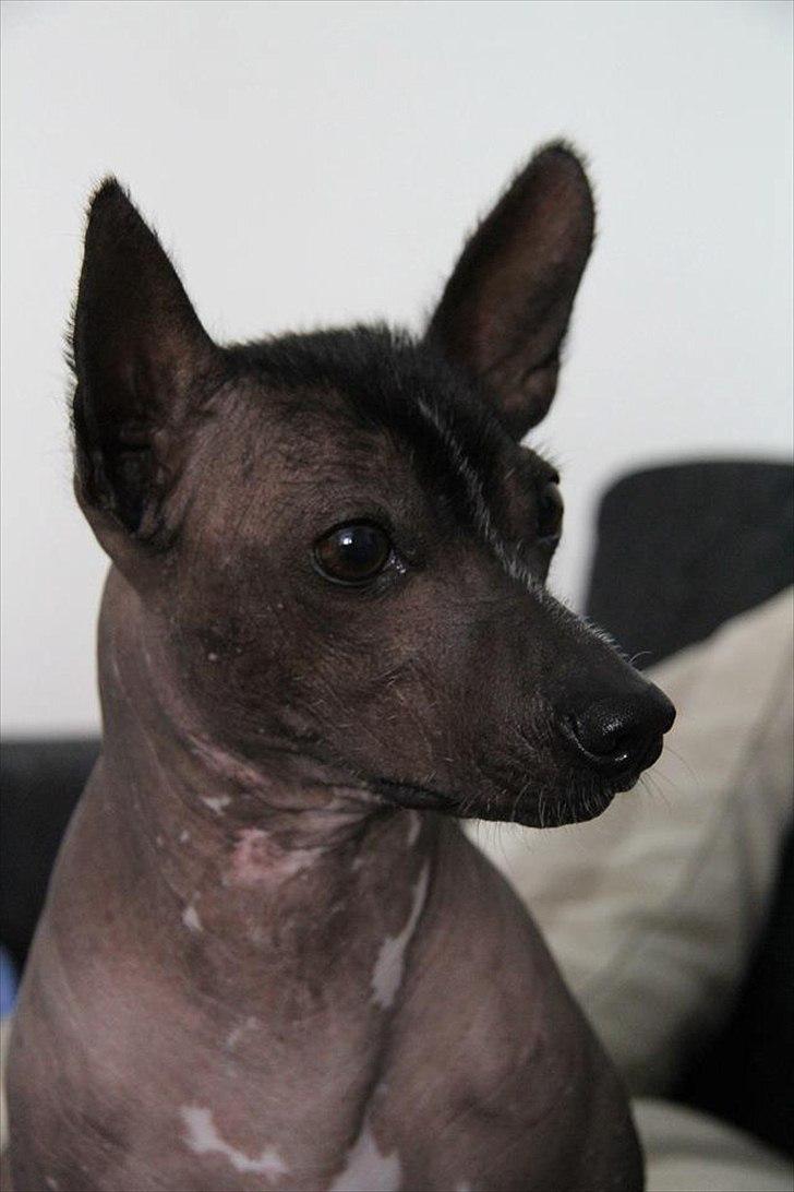 Xoloitzcuintle Miska billede 6
