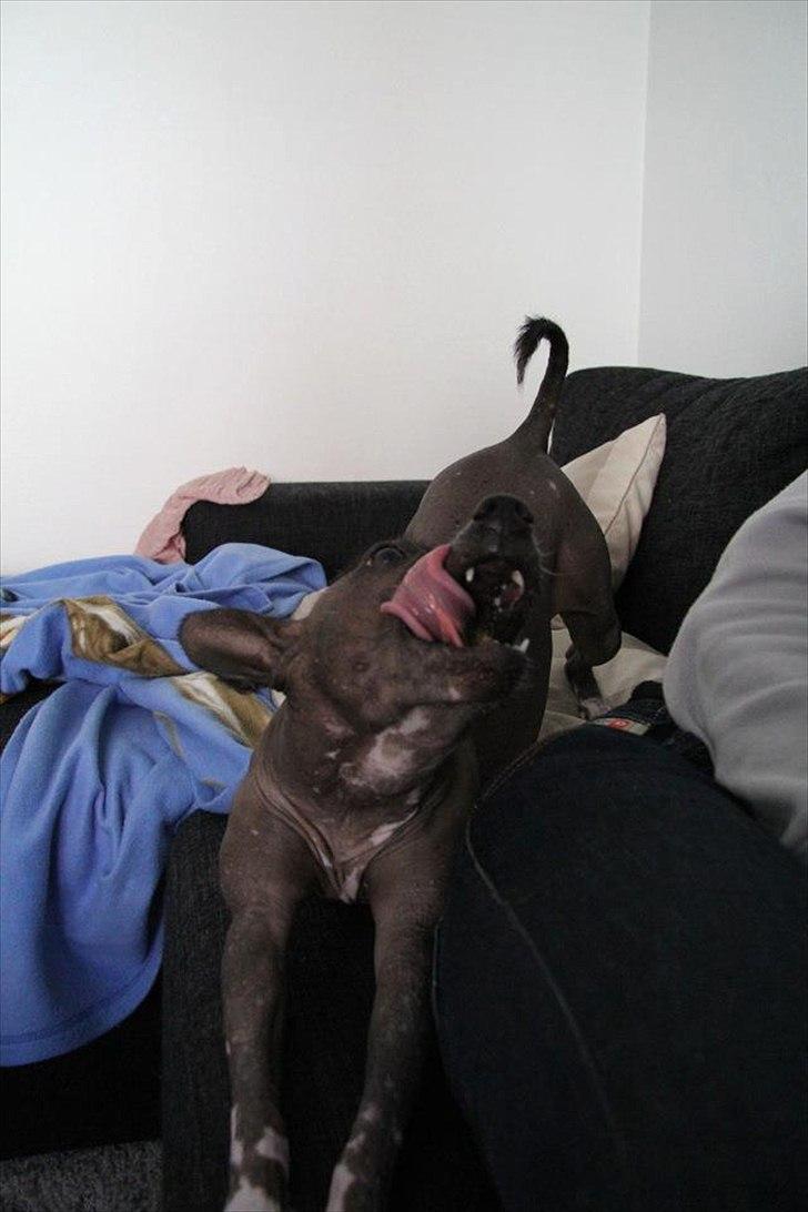 Xoloitzcuintle Miska billede 8