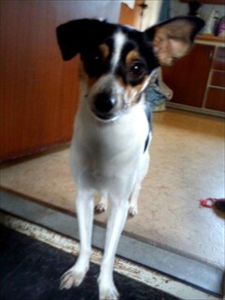 Blanding af racer Thilde billede 1