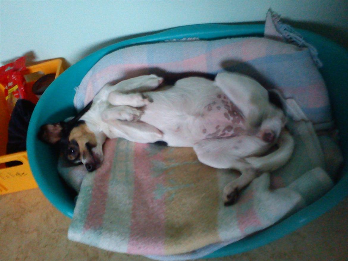 Blanding af racer Thilde - Thilde viser os sin tillid:)(hun vil aldrig kløes på maven af fremmede, ikke engang min nabo som kommer hver dag) billede 2