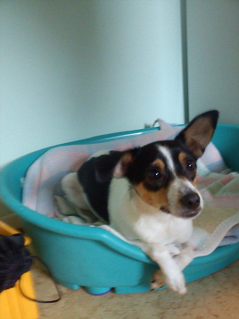 Blanding af racer Thilde billede 3