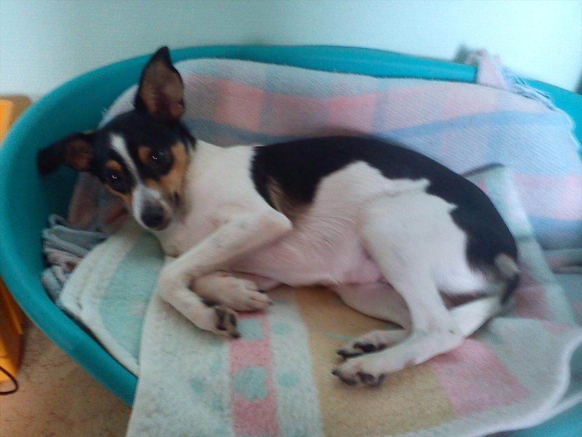 Blanding af racer Thilde billede 4