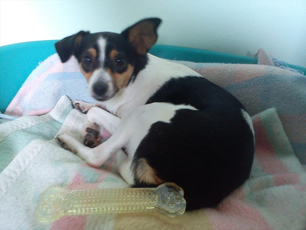 Blanding af racer Thilde billede 5