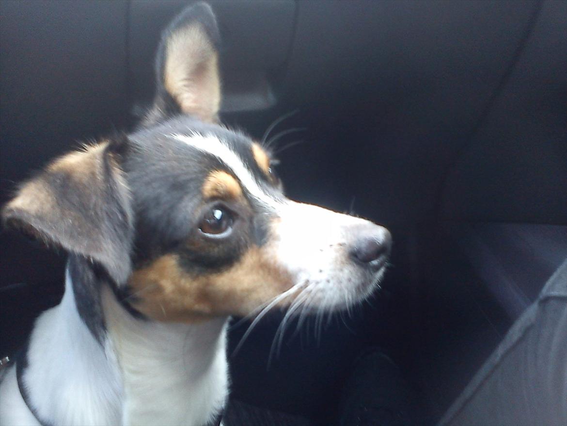 Blanding af racer Thilde - Thilde på vej til hundetræning billede 6