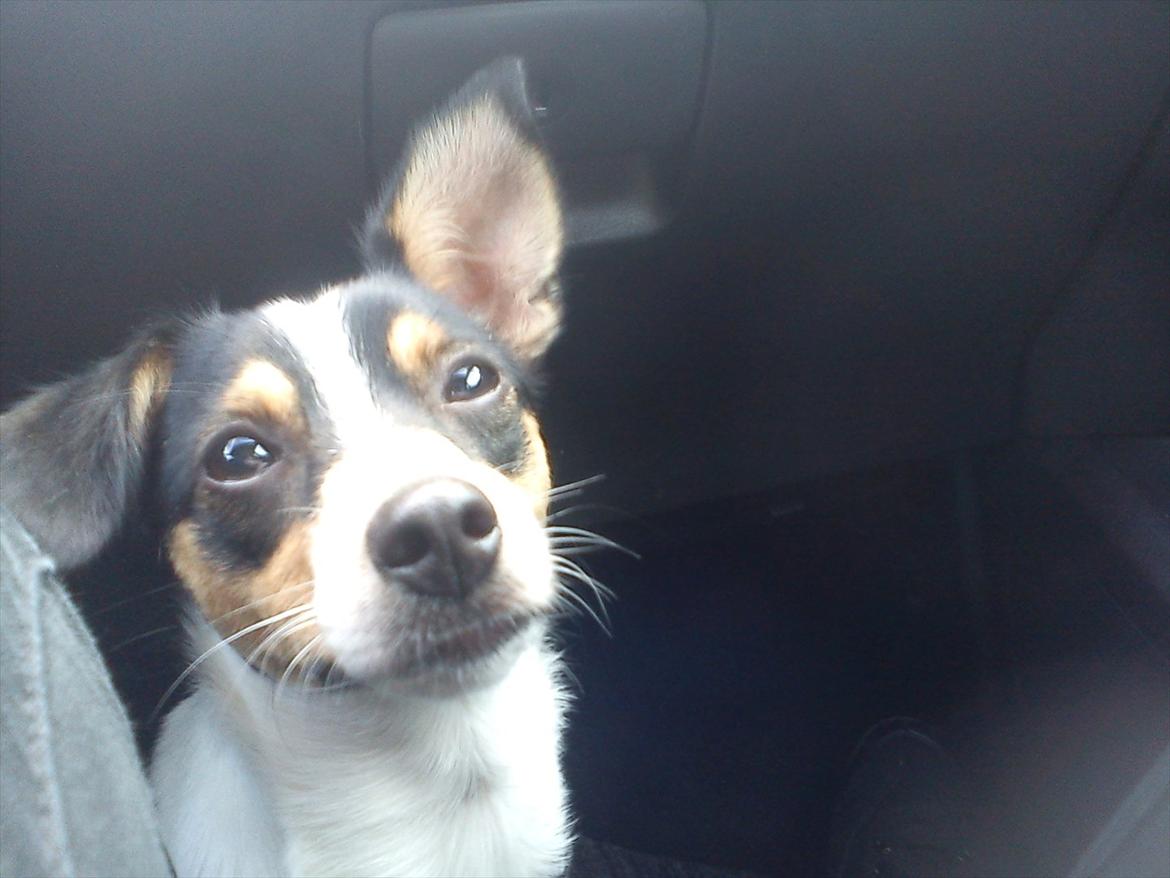 Blanding af racer Thilde billede 7