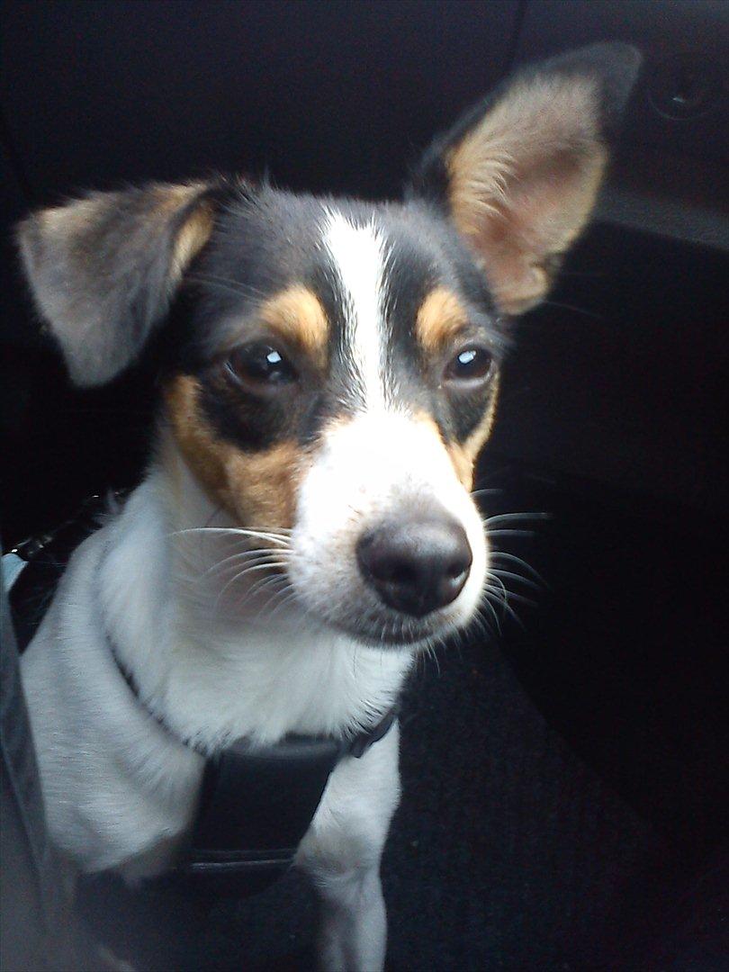 Blanding af racer Thilde billede 8