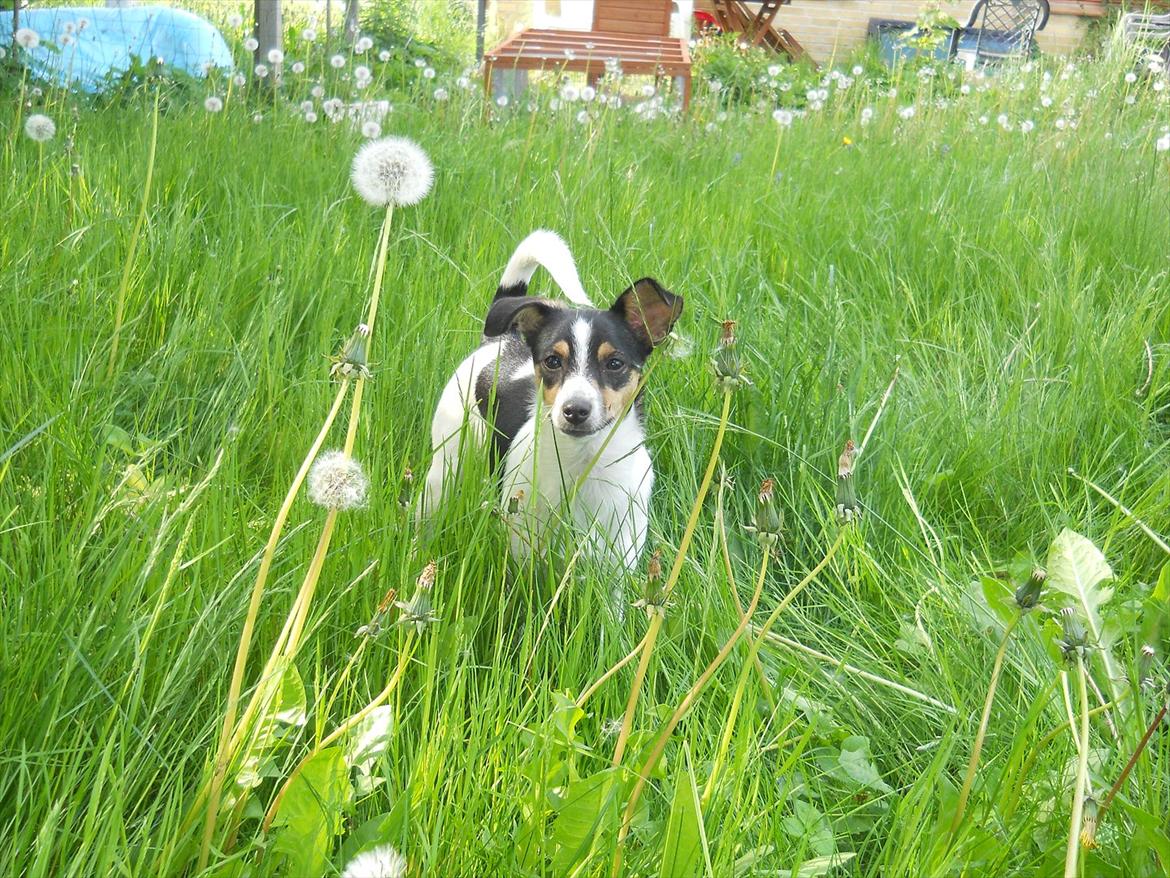 Blanding af racer Thilde billede 10