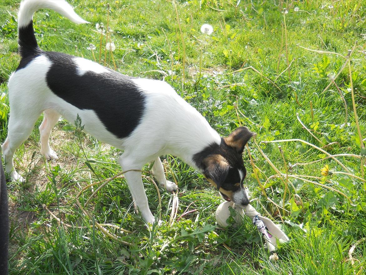 Blanding af racer Thilde - Thilde med sit goeste legetøj... tennisbold i sok..!!:) billede 9