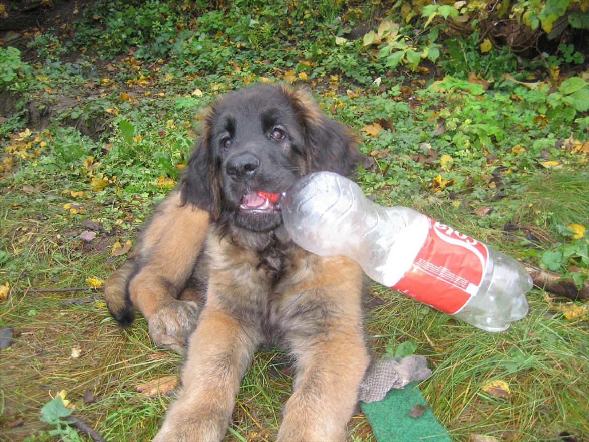 Leonberger Maggie billede 16