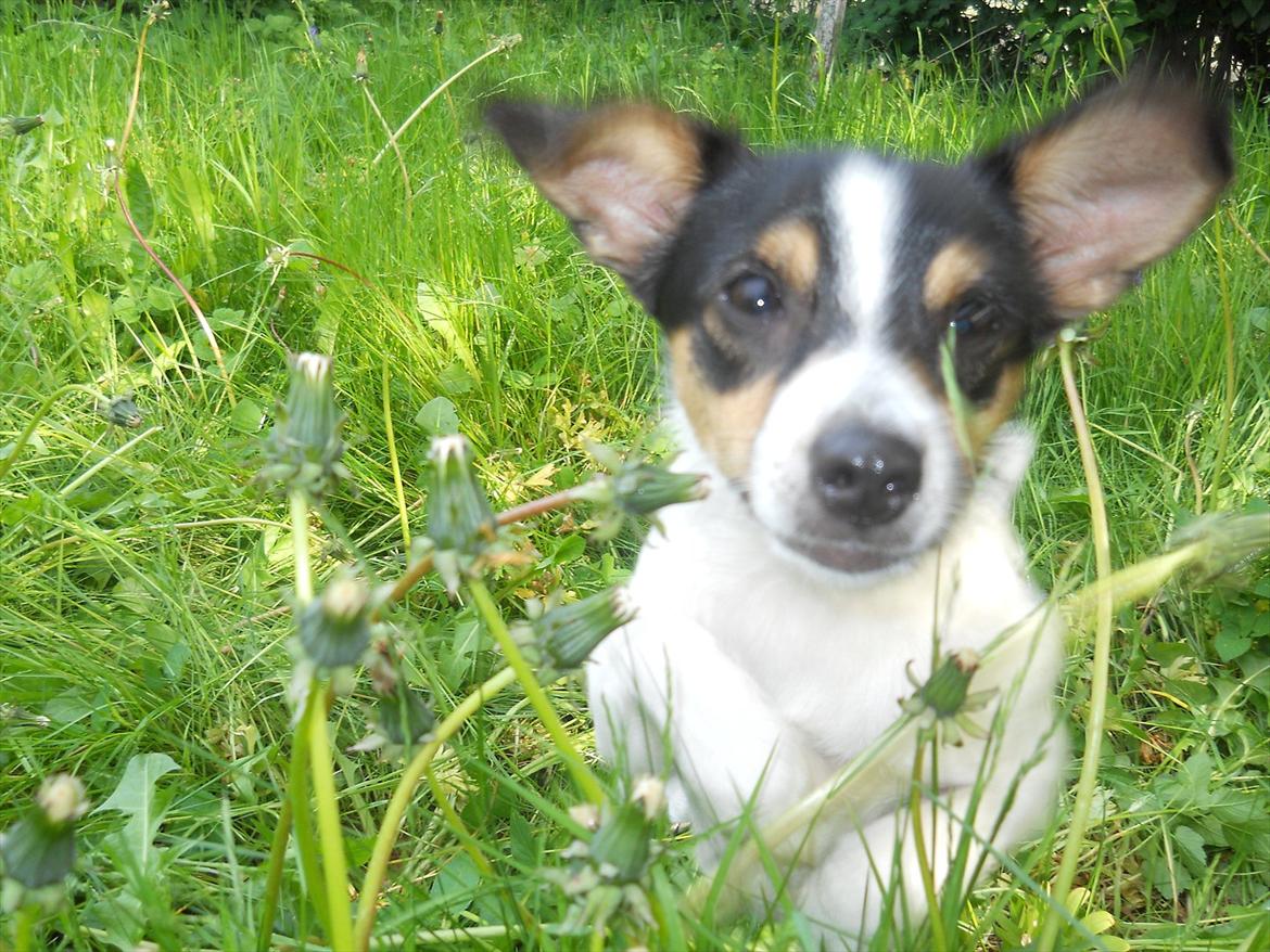 Blanding af racer Thilde - Thilde lige før hun rammer kameraet :) billede 11