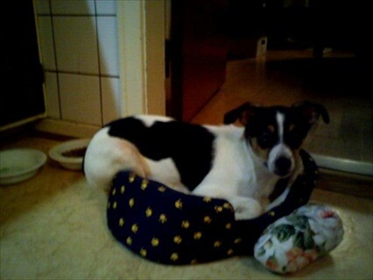 Blanding af racer Thilde - Thilde i Tequilas(min søsters hund)kurv:) billede 12