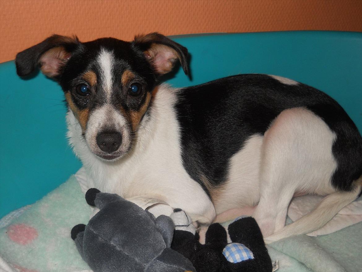 Blanding af racer Thilde - en af de første dage hun var hos os, hun lå bare sin kurv hele tiden(vi havde aftalt at når hun lå i sin kurv havde hun fred og så måtte vi ikke kæle med hende, det samme når hun spiste) billede 13