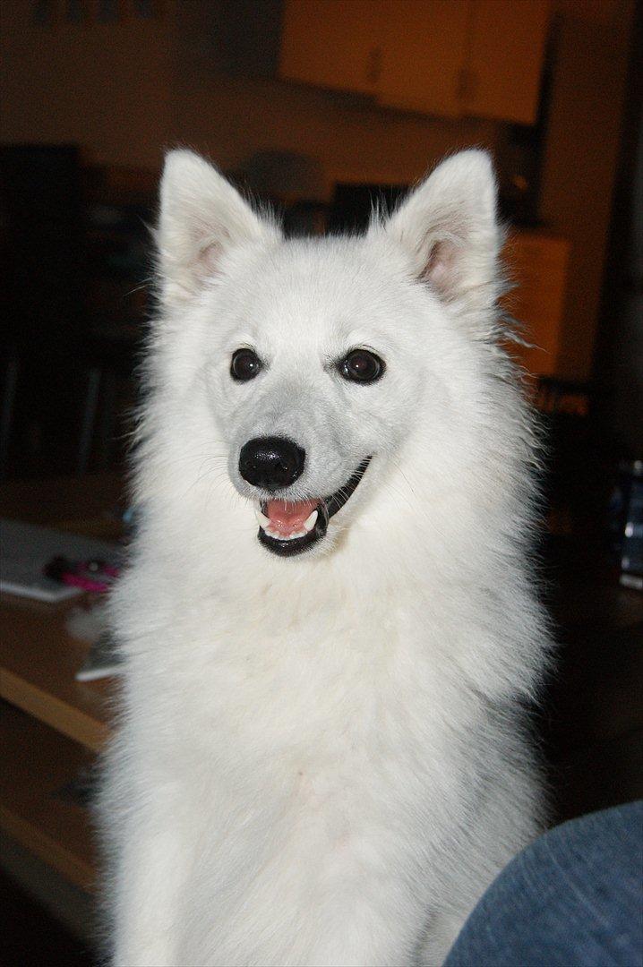 Japansk spids Trille - Så er jeg omkring de 7 måneder. :) og er blevet rigtig stor , min mor og far kan ikke veje mig da deres vægt er gået i stykker , men er ret så sikker på jeg vejer godt til ;) da jeg har det super her . :) billede 9