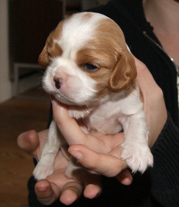 Cavalier king charles spaniel Marskens Nova  billede 1