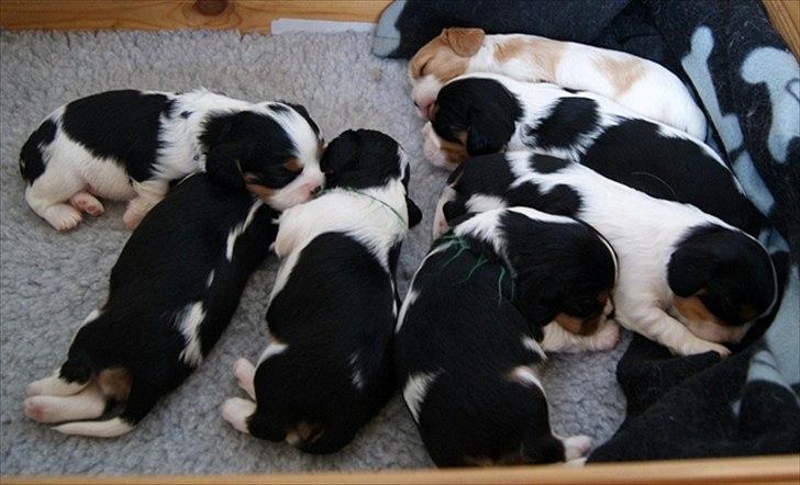 Cavalier king charles spaniel Marskens Nova  billede 2