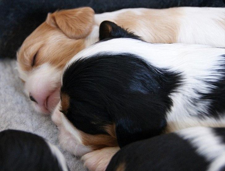 Cavalier king charles spaniel Marskens Nova  billede 3