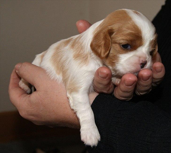Cavalier king charles spaniel Marskens Nova  billede 4