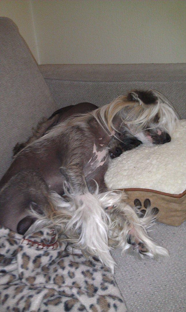 Chinese crested hårløs Footie billede 6