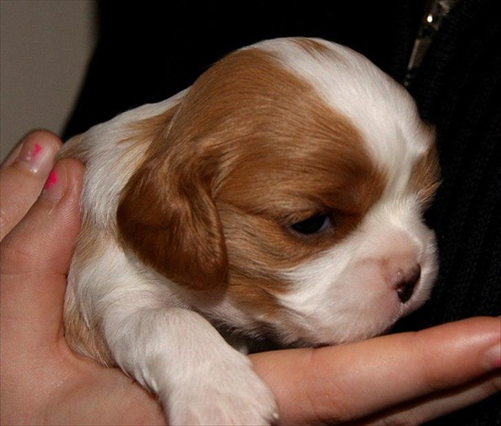 Cavalier king charles spaniel Marskens Nova  billede 6