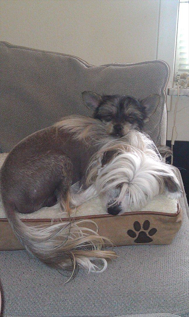 Chinese crested hårløs Footie billede 7