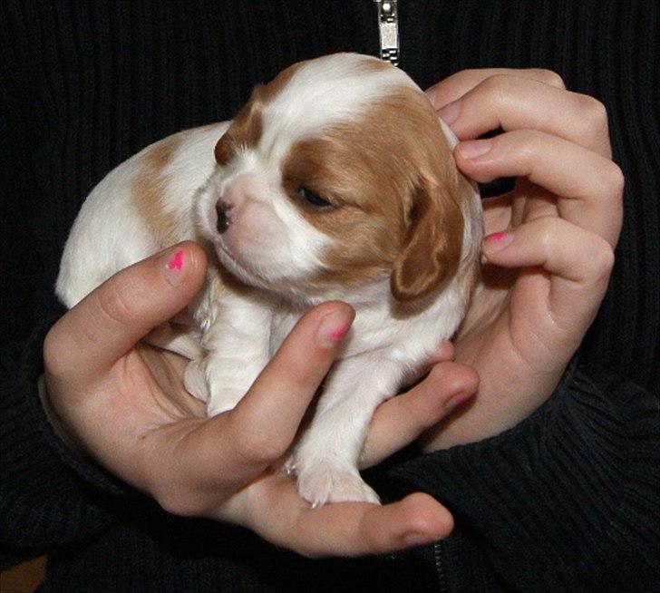 Cavalier king charles spaniel Marskens Nova  billede 7