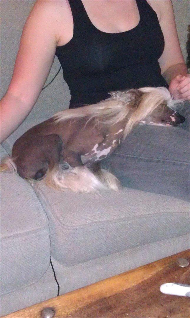 Chinese crested hårløs Footie billede 8