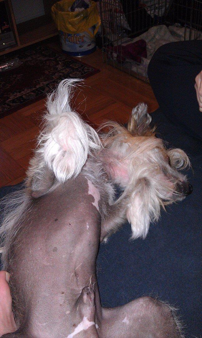 Chinese crested hårløs Footie billede 9