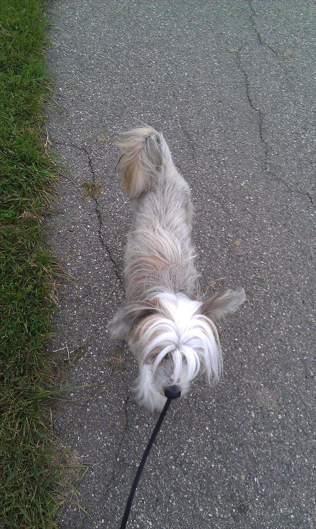 Chinese crested hårløs Footie billede 10