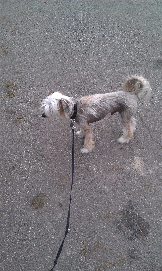 Chinese crested hårløs Footie billede 11