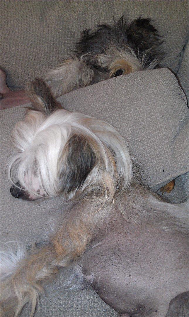 Chinese crested hårløs Footie billede 12