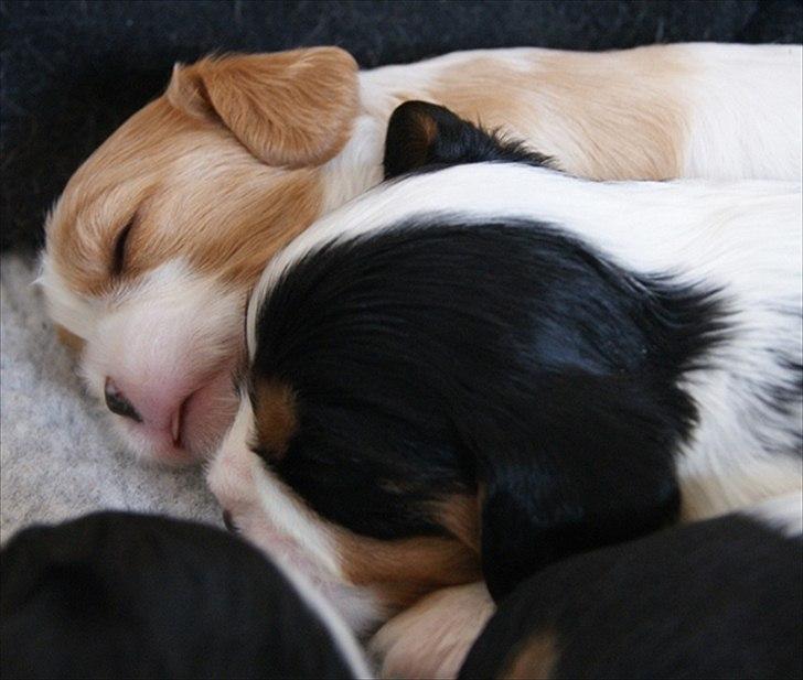 Cavalier king charles spaniel Marskens Nova  billede 8